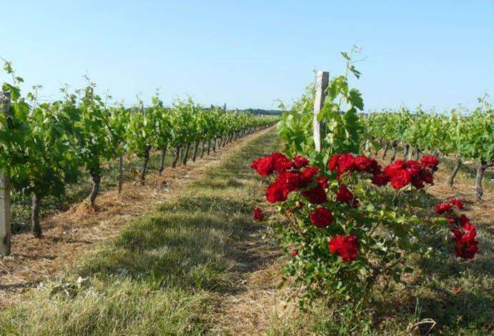 三品红酒 | 梅多克（Medoc）与上梅多克（Haut-Medoc）