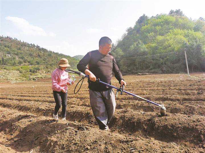 推广井窖式烤烟移栽新技术