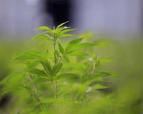 推广丨品质梦、匠心梦：五粮美酒话端午